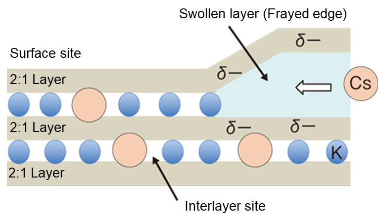 A model of radioactive-Cs adsorption onto weathered biotite