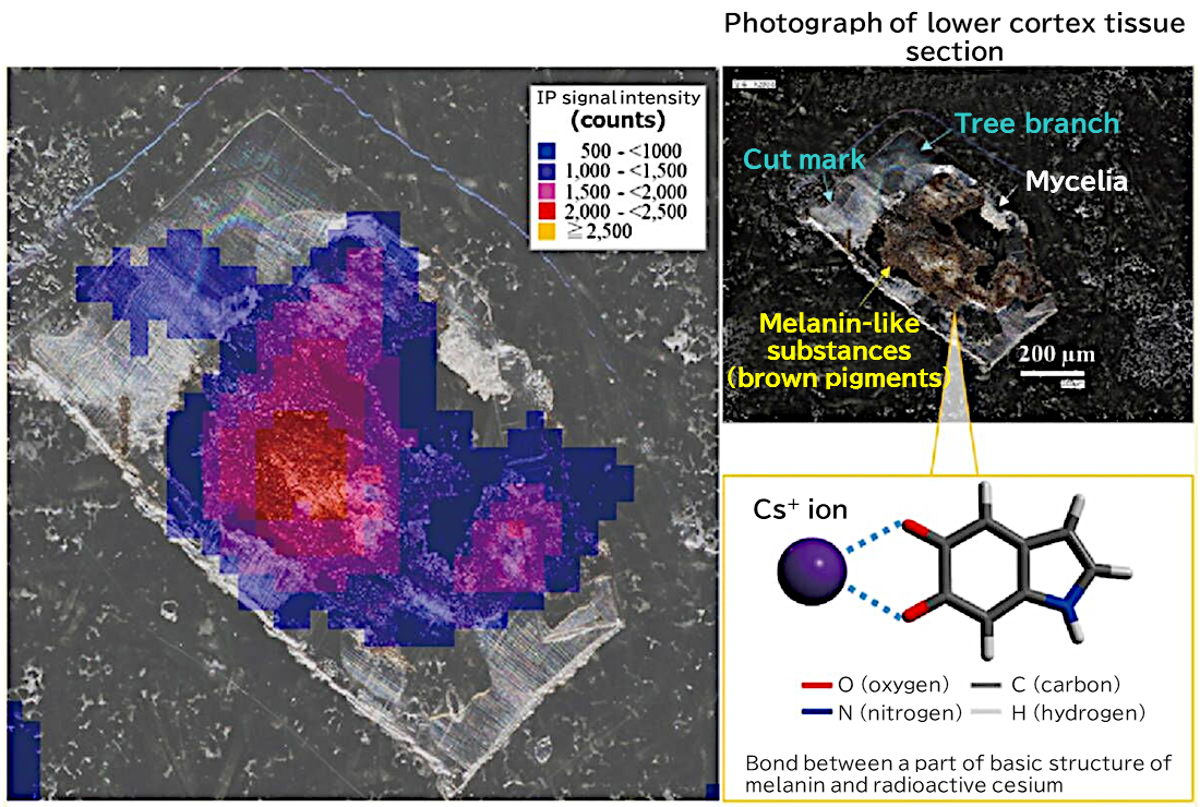 Distribution of radioactive cesium in melanin-like substances in lower cortex tissue section