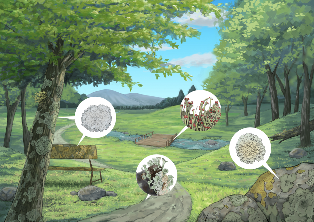 Illustration of lichens growing in the environment