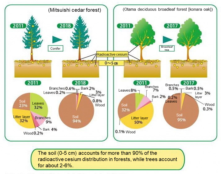 Dynamic changes in radioactive cesium (134 and 137) in forests