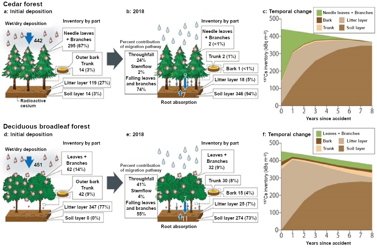 Migration and temporal distribution change of radioactive cesium in forests