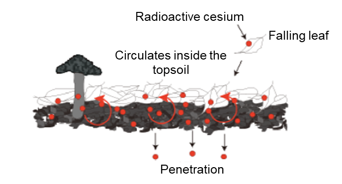 Movement of radioactive cesium at the topsoil of forest