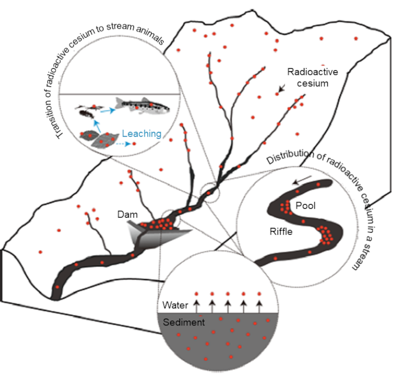 Movement of radioactive cesium in a stream