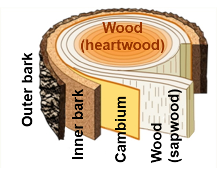 Components of a tree trunk