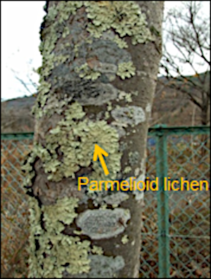 Epiphytic lichens on tree trunk (Parmelioid lichens)