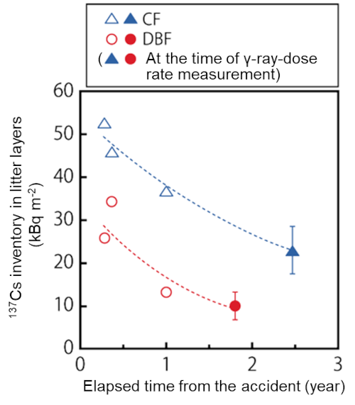 Temporal changes in the 137Cs inventory in litter layers