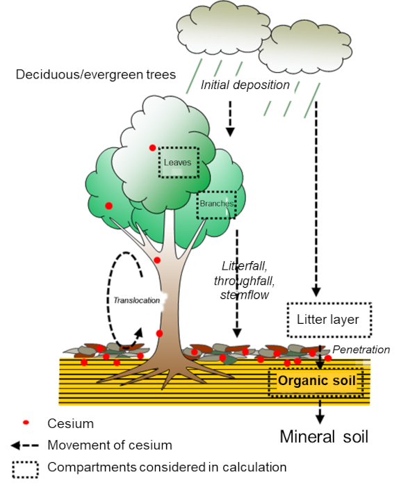 Conceptual illustration of the model to calculate cesium movement in forest