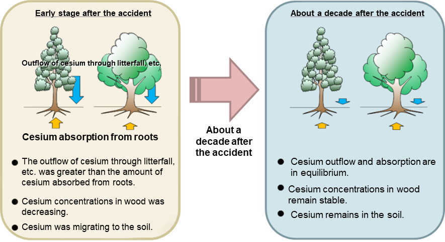 Images of cesium migration in forests in an early stage after the accident and in recent years