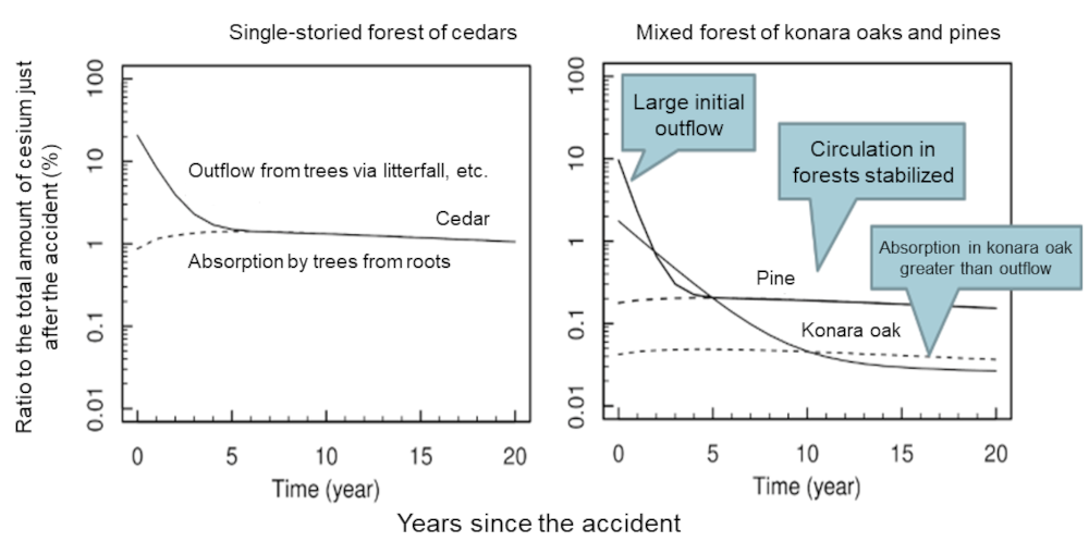 Cesium migration simulation results for a single-storied forest of cedars (left) and a mix forest of konara oaks and pines (right)