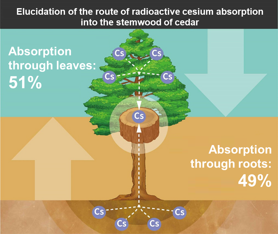 Breakdown of the route of radioactive cesium absorption into the stemwood of cedar