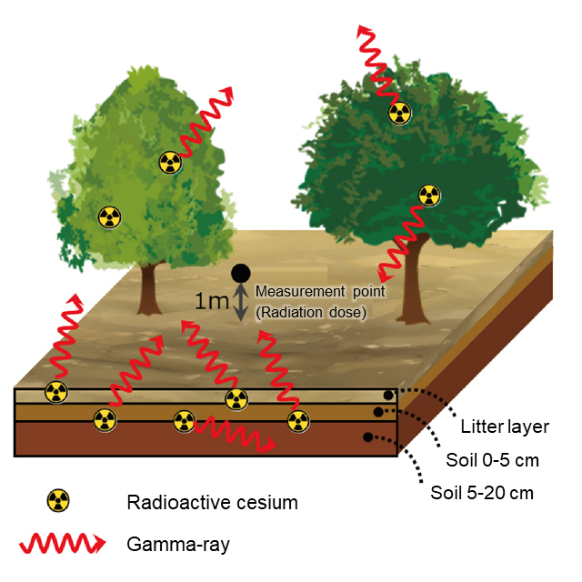 Schematic illustration of how gamma-rays generated from radioactive 134Cs and 137Cs atoms present in a forest contributes to the radiation dose (observation point) in the forest