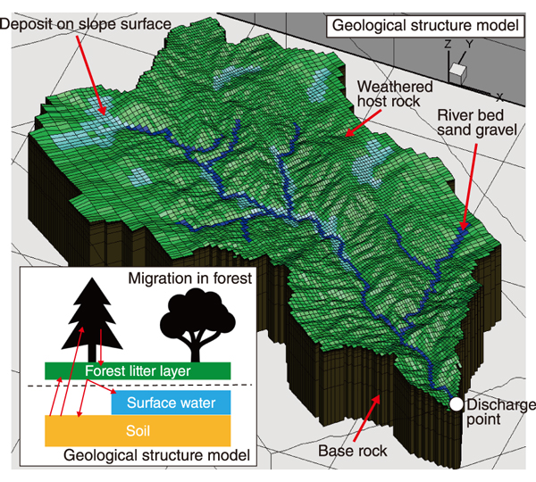 Three-dimensional structural model of the area and 137Cs migration in a forest