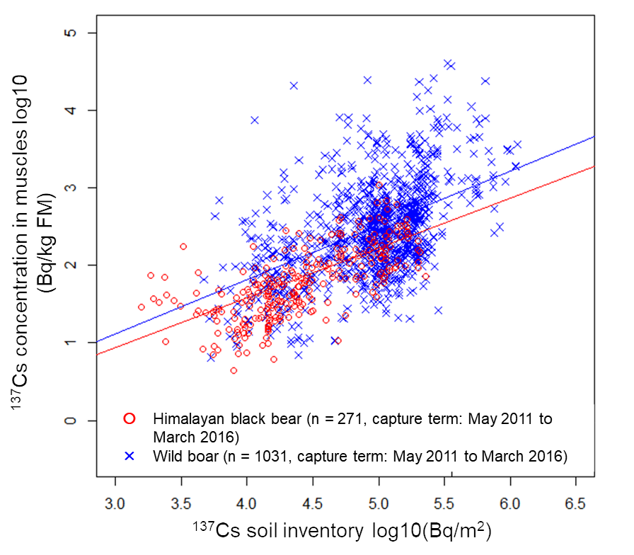 Relation between the 137Cs concentrations in the muscles of wild boars and Himalayan black bears and the 137Cs inventory in the soil at the capture location