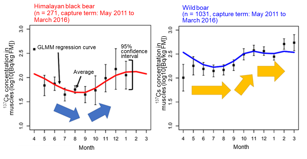 Seasonal fluctuation of the 137Cs concentrations in the muscles of wild boars and Himalayan black bears