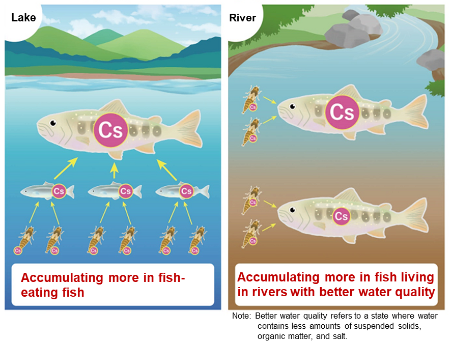 Factors affecting the likelihood of radioactive cesium accumulation in fish