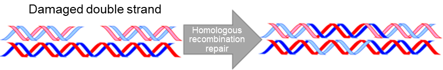 Double-strand damage and homologous recombination repair