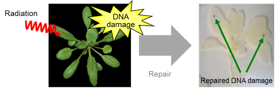 Plant in which repaired DNA damage can be observed