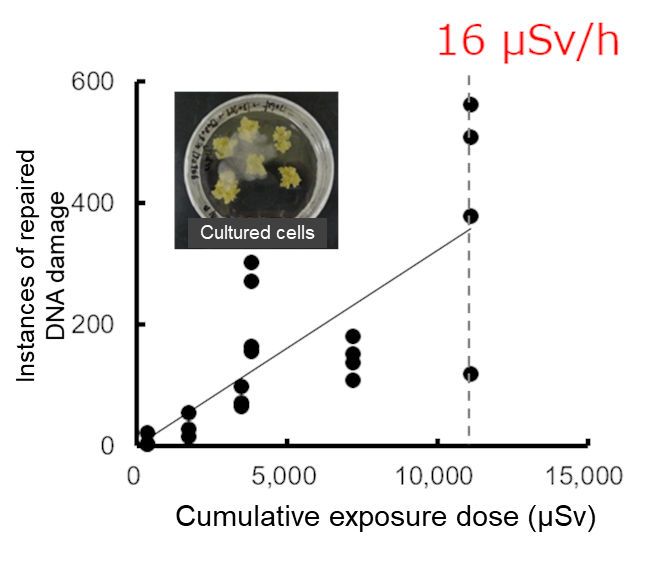 Relation between exposure dose and repaired DNA damage