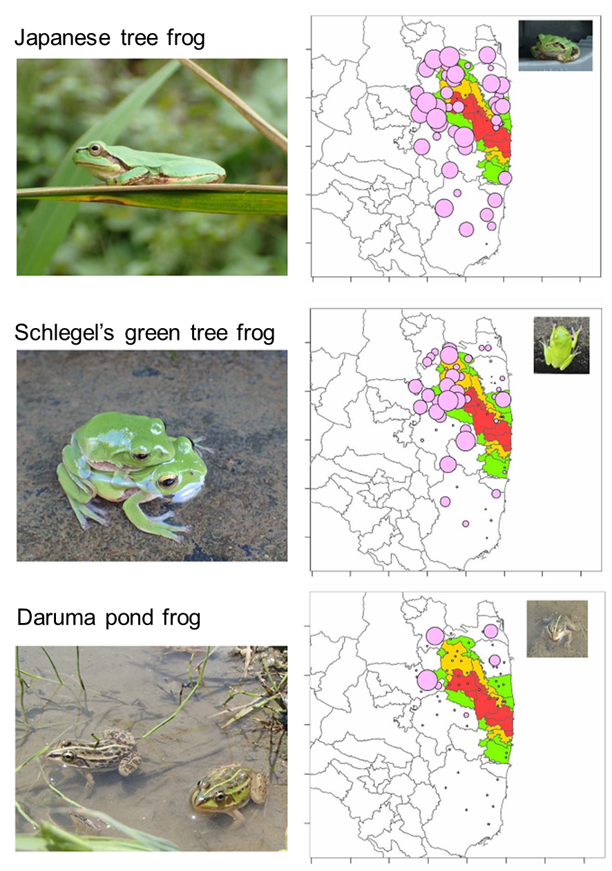 Distribution bubble charts of three frog species based on acoustic data in 2014-2015