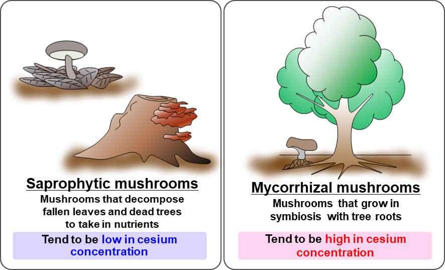 Illustrations of saprophytic and mycorrhizal mushrooms