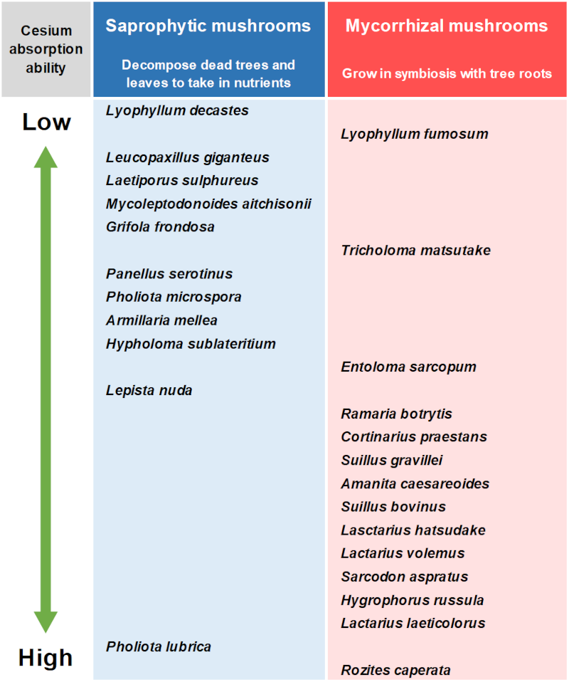 Difference in the ability to absorb cesium by wild mushroom species