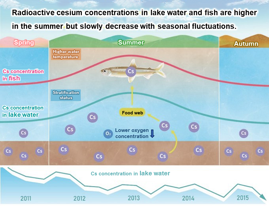 Fig. 1. Conceptual image of changes in radioactive cesium concentration in lake water and fish