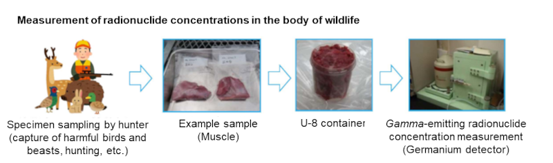 Measurement of radionuclide concentrations in the body of wildlife