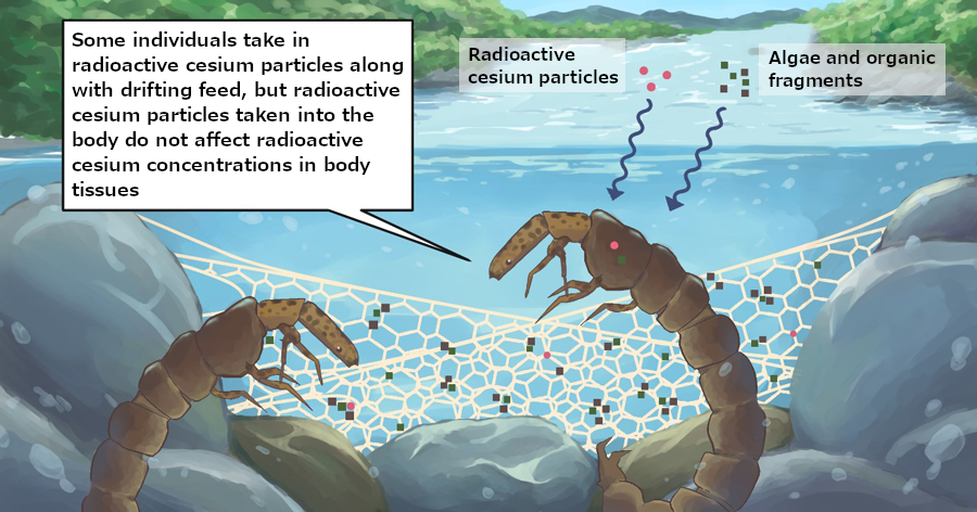 Schematic illustration of radioactive cesium particles taken into aquatic insects