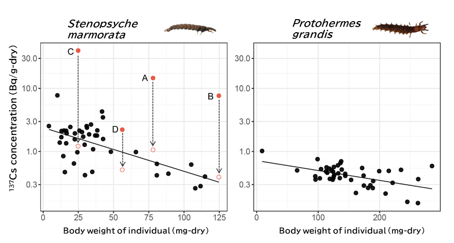 Correlation between body weight and radioactive Cs concentrations of aquatic insects