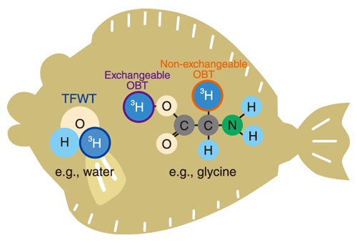 Chemical state of tritium in a living bod