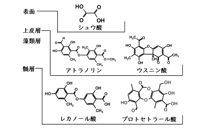 地衣類内部構造の模式図