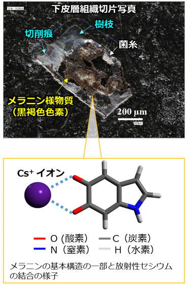 下皮層の組織切片においてメラニン様物質に放射性セシウムが分布する様子