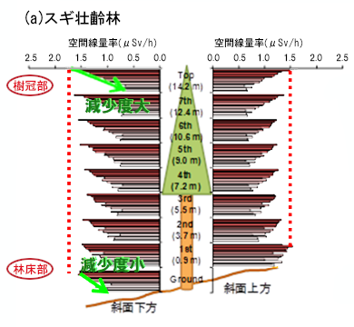 森林内における空間線量率の垂直分布-a