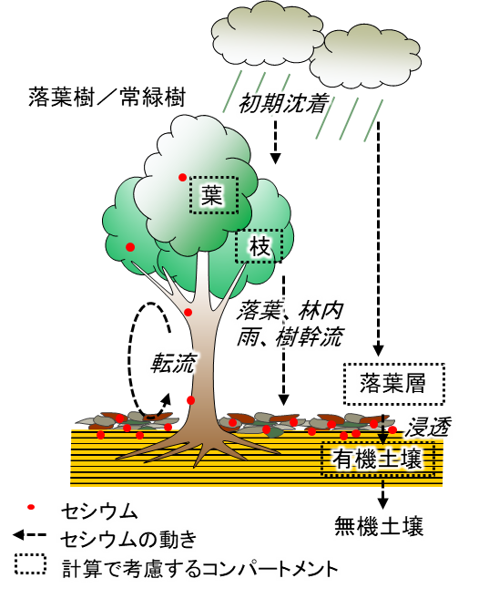 森林内のセシウムの動きを計算するモデルの概念図