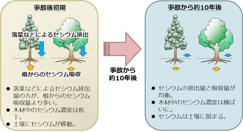 スギ（左）・コナラ（右）の木材中のセシウム137濃度の予測結果