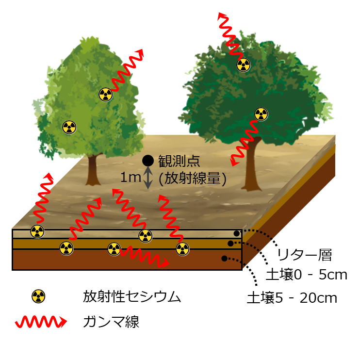 森林内に存在する放射性134Csおよび137Cs原子から発生するガンマ線が森林の放射線量（観測点）にどのように寄与するかを示す模式図