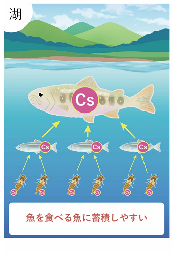魚への放射性セシウムの蓄積しやすさに影響を与える要因－湖