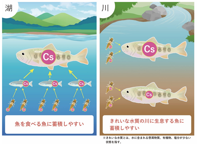 、放射性セシウムの魚への蓄積しやすさに影響する重要な要因が、湖と川で大きく異なることを明らかにし