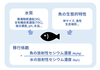 淡水魚への移行係数と、移行係数に影響を与える要因