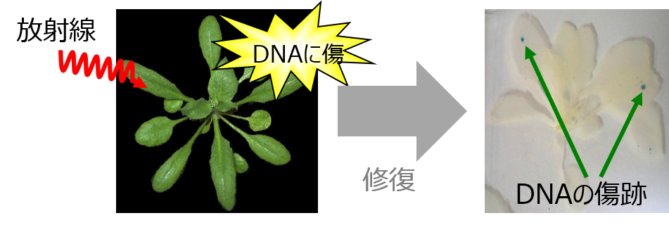 DNAの傷の修復を見ることができる植物