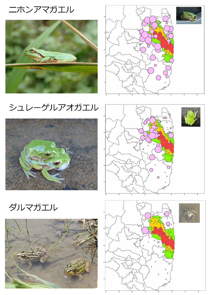 2014-2015年の鳴き声データに基づくカエル類三種の分布バブルチャート