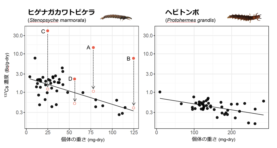 水生昆虫個体ごとの重さと放射性Cs濃度の関係