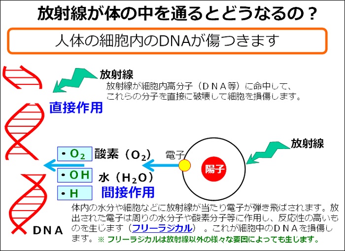 放射線が体の中を通るとどうなるの?