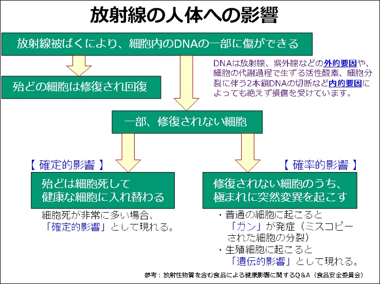放射線の人体への影響