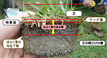 Part 6　Decontamination of grass